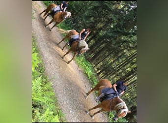 Haflinger, Merrie, 13 Jaar, 147 cm, Vos