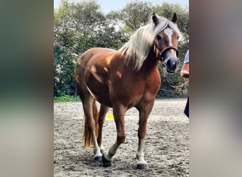 Haflinger, Merrie, 13 Jaar, 149 cm, Palomino