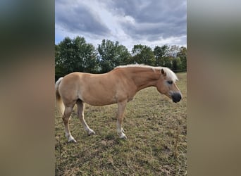 Haflinger, Merrie, 13 Jaar, 150 cm, Vos