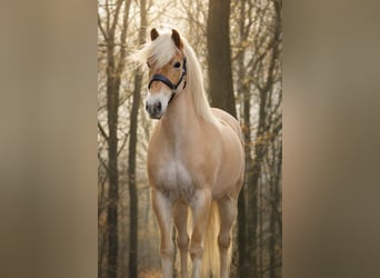 Haflinger, Merrie, 13 Jaar, 153 cm, Vos