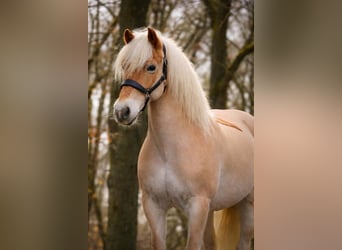 Haflinger, Merrie, 13 Jaar, 153 cm, Vos