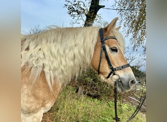 Haflinger, Merrie, 13 Jaar, 155 cm, Vos