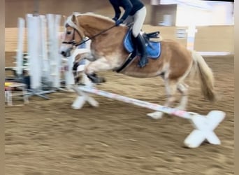 Haflinger, Merrie, 13 Jaar, 155 cm, Vos