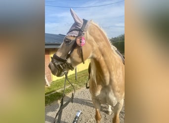 Haflinger, Merrie, 13 Jaar, 155 cm, Vos