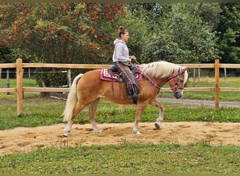 Haflinger, Merrie, 13 Jaar, 155 cm, Vos