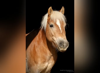 Haflinger, Merrie, 14 Jaar, 138 cm, Roodvos