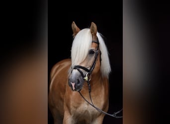 Haflinger, Merrie, 14 Jaar, 144 cm