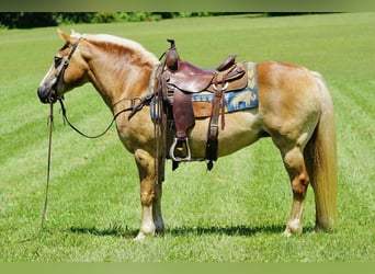 Haflinger, Merrie, 14 Jaar, 145 cm, Palomino