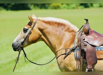 Haflinger, Merrie, 14 Jaar, 145 cm, Palomino