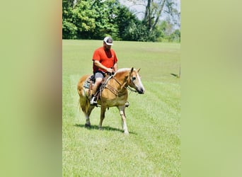 Haflinger, Merrie, 14 Jaar, 145 cm, Palomino