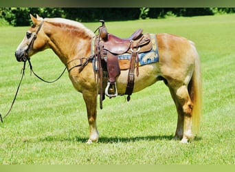 Haflinger, Merrie, 14 Jaar, 145 cm, Palomino