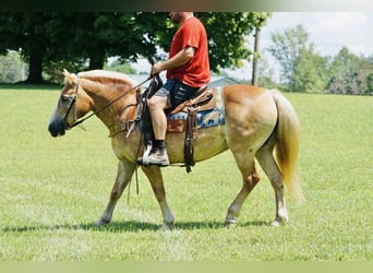 Haflinger, Merrie, 14 Jaar, 145 cm, Palomino