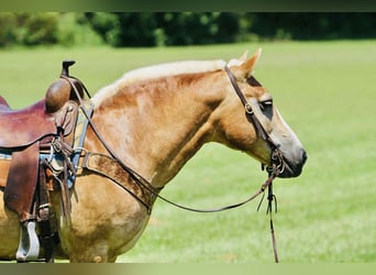 Haflinger, Merrie, 14 Jaar, 145 cm, Palomino