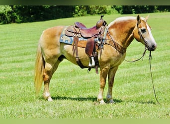 Haflinger, Merrie, 14 Jaar, 145 cm, Palomino