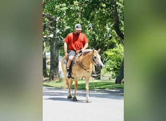 Haflinger, Merrie, 14 Jaar, 145 cm, Palomino