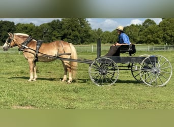 Haflinger, Merrie, 14 Jaar, 145 cm, Palomino