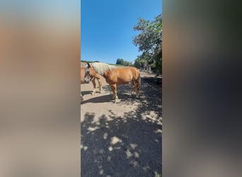 Haflinger, Merrie, 14 Jaar, 147 cm