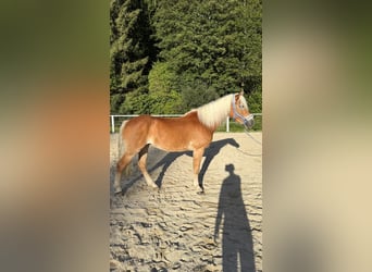 Haflinger, Merrie, 14 Jaar, 147 cm, Vos