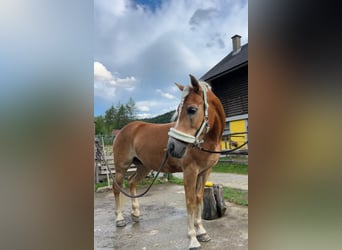 Haflinger, Merrie, 14 Jaar, 147 cm, Vos