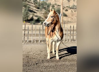 Haflinger, Merrie, 14 Jaar, 150 cm, Donkere-vos