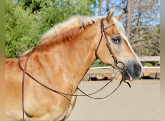 Haflinger, Merrie, 14 Jaar, Donkere-vos