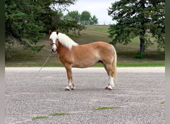Haflinger, Merrie, 14 Jaar, Donkere-vos