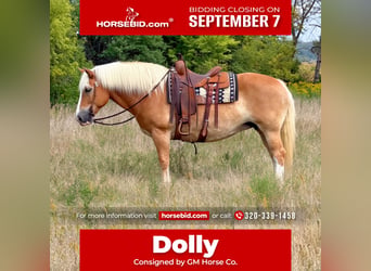 Haflinger, Merrie, 14 Jaar, Donkere-vos