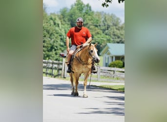 Haflinger, Merrie, 14 Jaar, Palomino