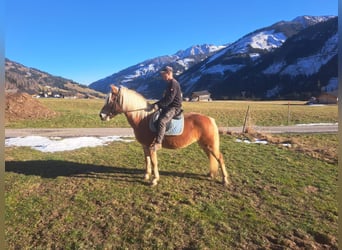 Haflinger, Merrie, 14 Jaar