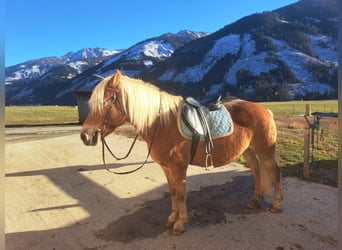 Haflinger, Merrie, 14 Jaar