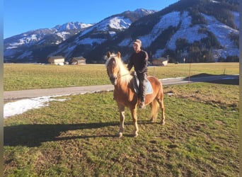 Haflinger, Merrie, 14 Jaar
