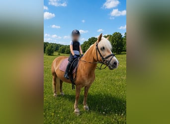 Haflinger, Merrie, 15 Jaar, 140 cm