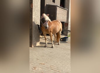 Haflinger, Merrie, 15 Jaar, 145 cm, Cremello