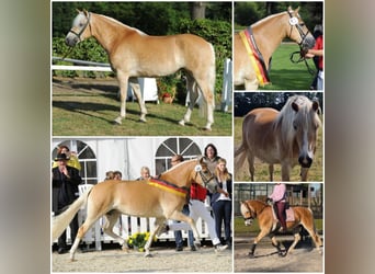Haflinger, Merrie, 15 Jaar