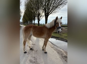 Haflinger, Merrie, 16 Jaar, 138 cm, Vos
