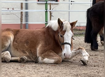 Haflinger, Merrie, 16 Jaar, 140 cm, Vos