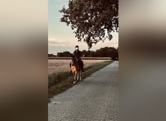 Haflinger Mix, Merrie, 16 Jaar, 142 cm