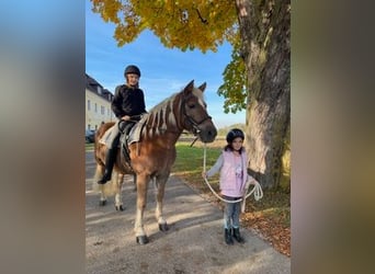 Haflinger, Merrie, 16 Jaar, 145 cm, Donkere-vos