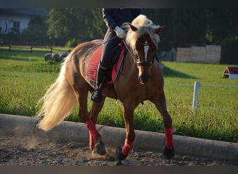 Haflinger, Merrie, 16 Jaar, 148 cm, Vos