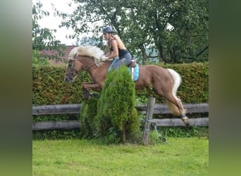 Haflinger, Merrie, 16 Jaar, 148 cm, Vos