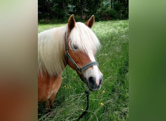 Haflinger, Merrie, 16 Jaar, 150 cm, Champagne
