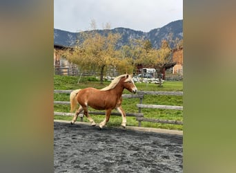 Haflinger, Merrie, 16 Jaar, 150 cm, Champagne