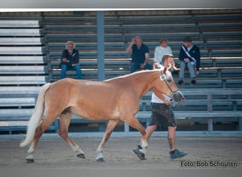 Haflinger, Merrie, 16 Jaar, 150 cm