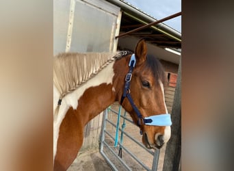 Haflinger Mix, Merrie, 16 Jaar, 150 cm, Gevlekt-paard