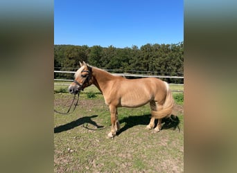 Haflinger Mix, Merrie, 17 Jaar, 135 cm, Palomino