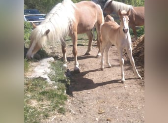 Haflinger, Merrie, 17 Jaar, 148 cm
