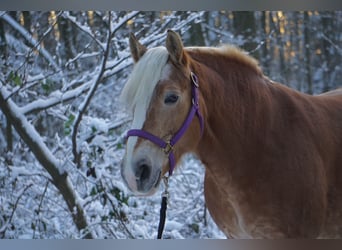 Haflinger, Merrie, 17 Jaar, 149 cm, Vos