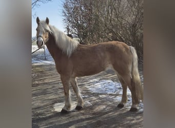 Haflinger, Merrie, 17 Jaar, 150 cm, Vos
