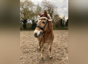 Haflinger, Merrie, 17 Jaar, 151 cm, Vos
