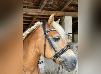 Haflinger, Merrie, 17 Jaar, 151 cm, Vos